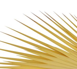 palm branches